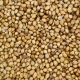 Coriander
